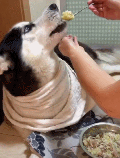 6岁的哈士奇食欲不振姥姥每天就用勺子填鸭式喂饭画面好有爱