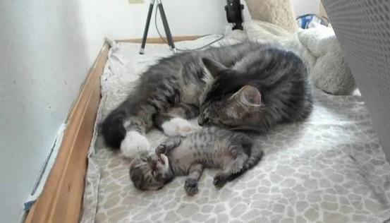 四只刚出生的小猫无一存活,流浪猫妈正值绝望时,却给它带来惊喜休闲区蓝鸢梦想 - Www.slyday.coM 四只刚出生的小猫无一存活,流浪猫妈正值绝望时,却给它带来惊喜休闲区蓝鸢梦想 - Www.slyday.coM