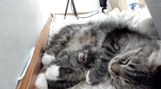 四只刚出生的小猫无一存活,流浪猫妈正值绝望时,却给它带来惊喜休闲区蓝鸢梦想 - Www.slyday.coM 四只刚出生的小猫无一存活,流浪猫妈正值绝望时,却给它带来惊喜休闲区蓝鸢梦想 - Www.slyday.coM