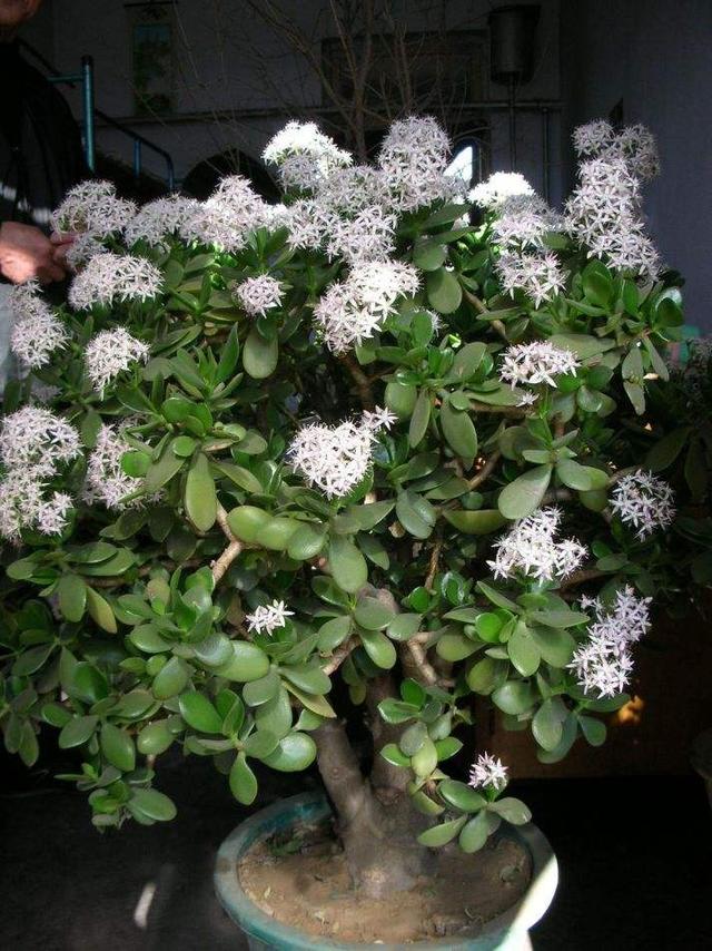 玉树开花寓意吉祥如意满足4个条件玉树开花好运来