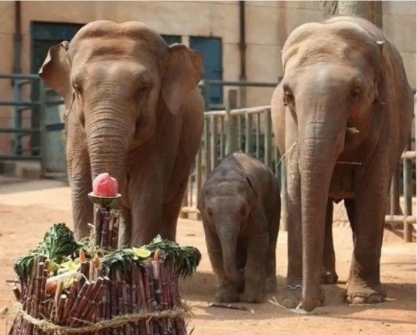 小象莫莉，何以为家休闲区蓝鸢梦想 - Www.slyday.coM