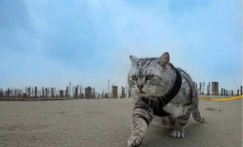 猫咪从小跟老虎生活,长大后变成这样,老虎:有我的风范!__财经头条