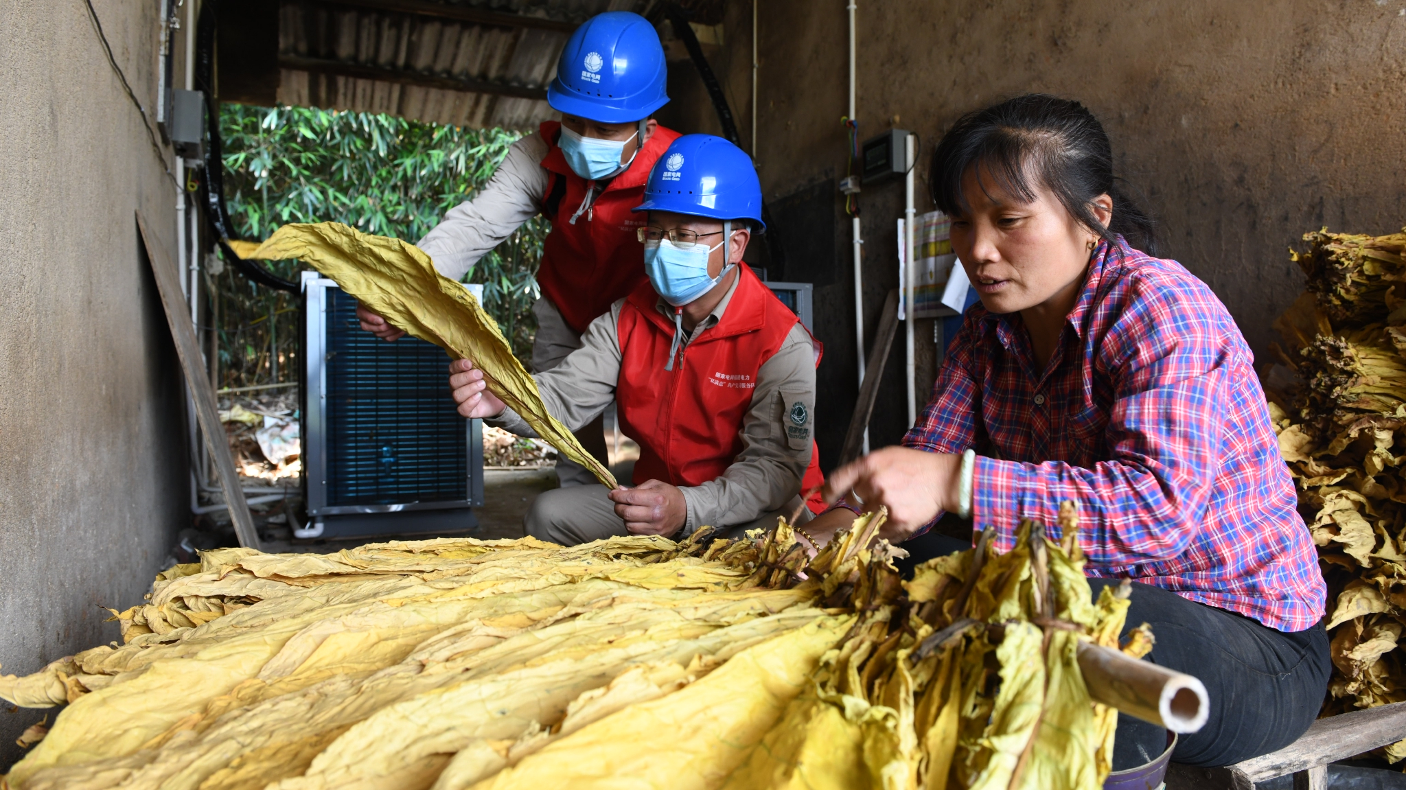 国网沙县区供电公司全电烤烟助力烟农喜收黄金叶