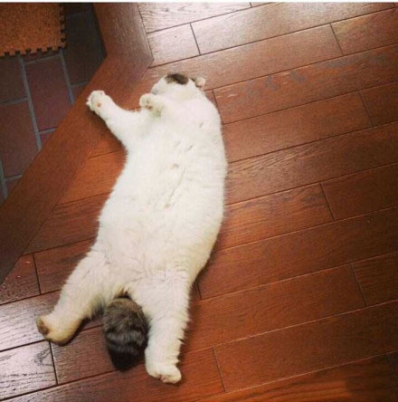 一只喜欢翻着肚肚睡觉的喵星人肥肥的萌萌哒想撸