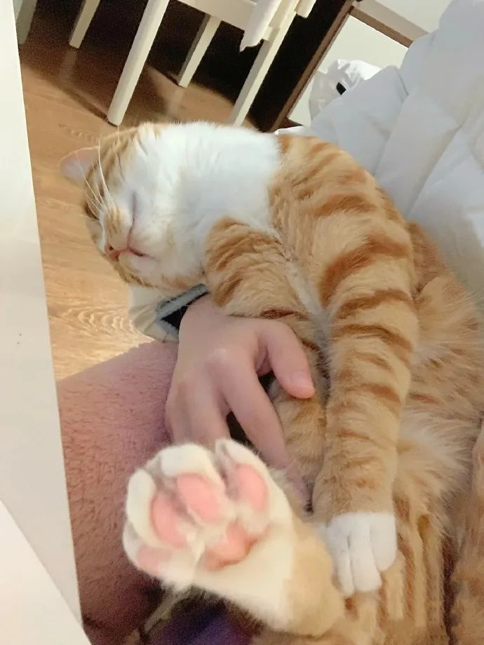 橘猫真的好粘人太可爱啦