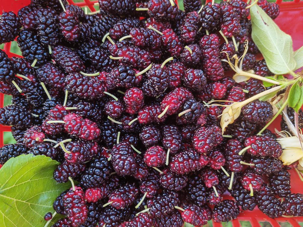 开阳毛云乡毛栗庄村桑葚成熟引客来|桑葚|毛栗|云乡_新浪新闻