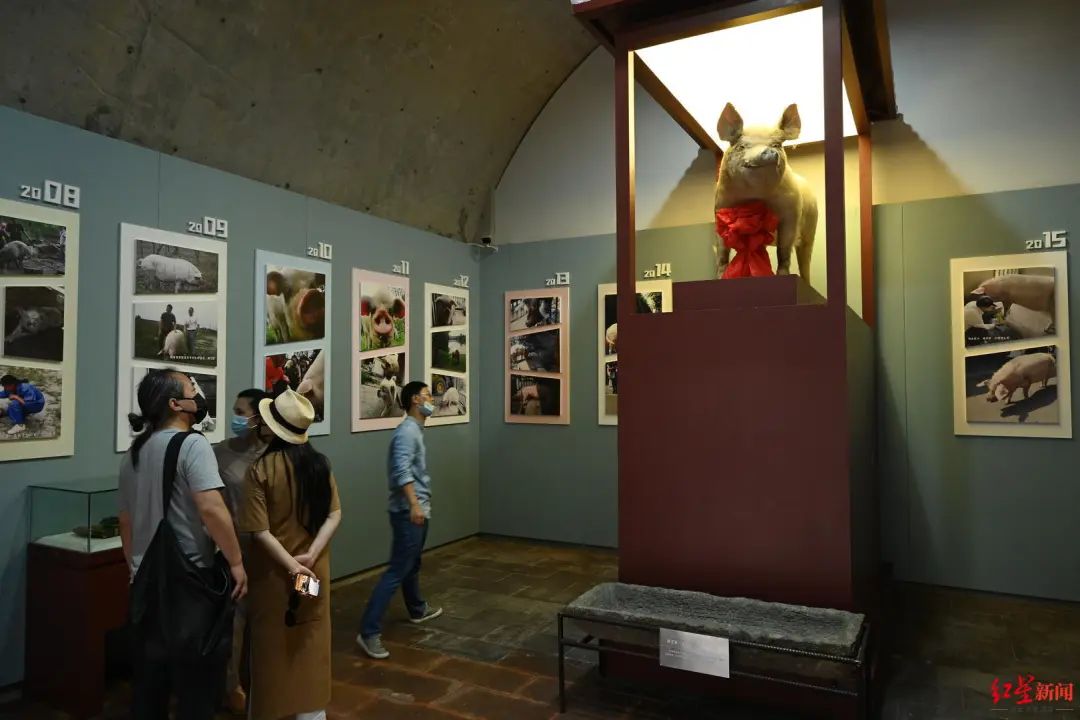 “猪坚强”标本，迎首批游客休闲区蓝鸢梦想 - Www.slyday.coM