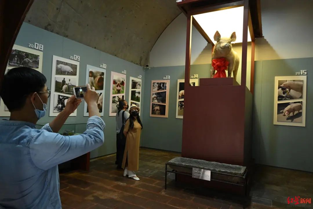 “猪坚强”标本，迎首批游客休闲区蓝鸢梦想 - Www.slyday.coM