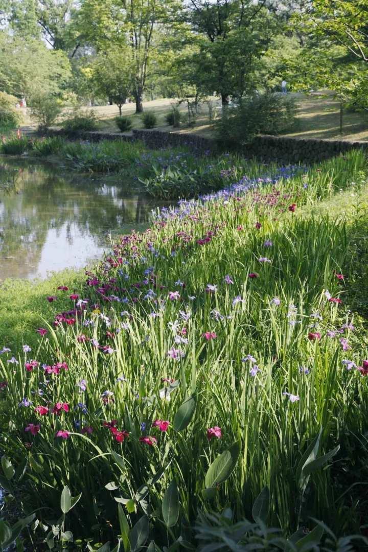 鸢尾花开5月的杭州到处是莫奈花园