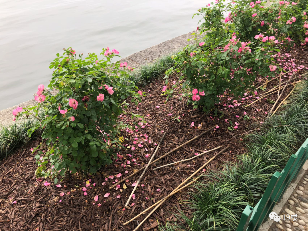 西湖断桥旁的柳树换成了月季？刚刚，官方回应休闲区蓝鸢梦想 - Www.slyday.coM