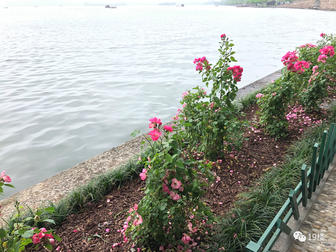 西湖断桥旁的柳树换成了月季？刚刚，官方回应休闲区蓝鸢梦想 - Www.slyday.coM