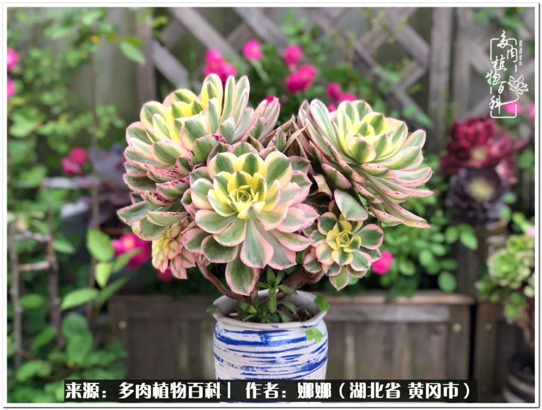 花纳,朝霞,舞天姬,铜壶锦等等都是些新品种,因为不知道它最美的状态是