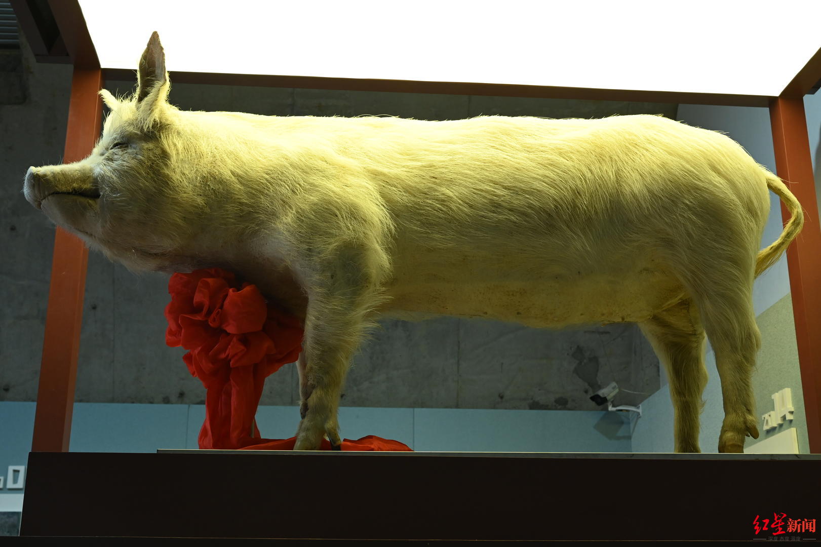 多图猪坚强标本在建川博物馆迎首批游客