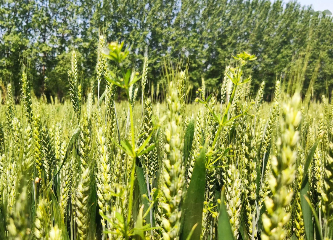 1500元一亩收青麦是否有点反常?国外势力布局未来的粮食战?__财经头条