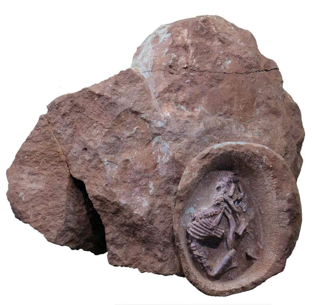 鸭嘴龙胚胎化石