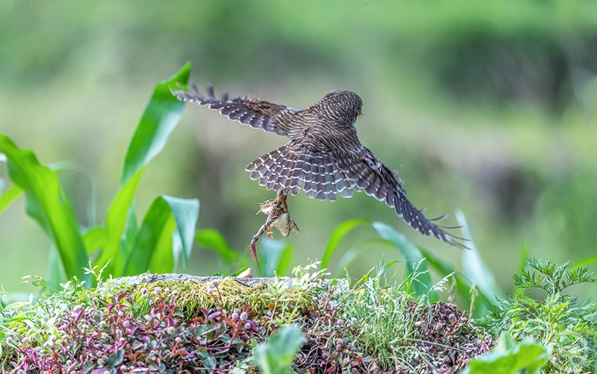 重庆南川斑头鸺鹠捕食囧酷像