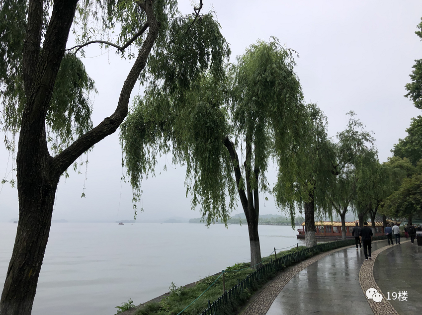 西湖断桥旁的柳树换成了月季？刚刚，官方回应休闲区蓝鸢梦想 - Www.slyday.coM