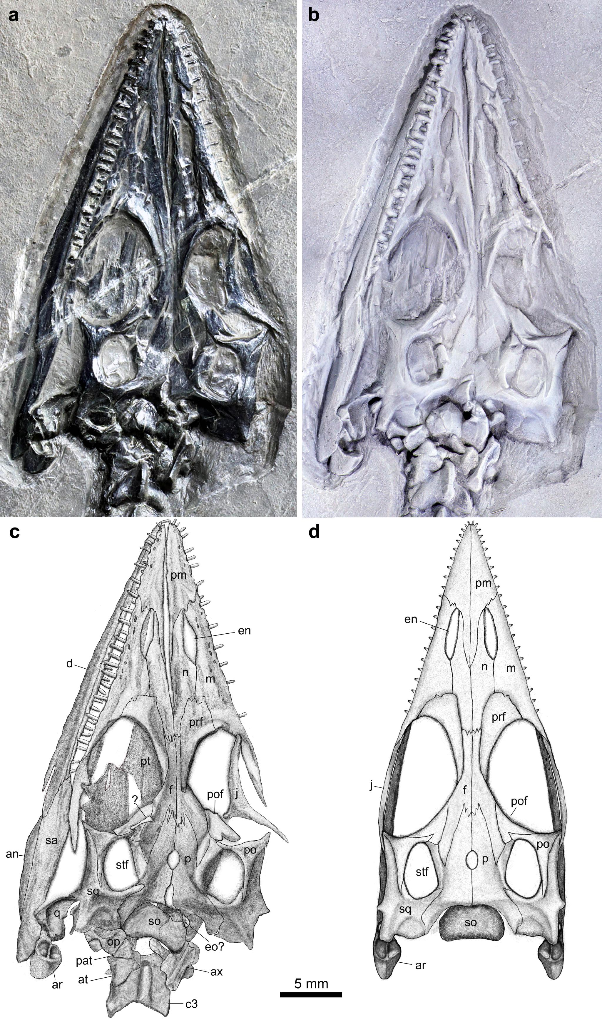 远古发现244亿年前这条龙尾巴好长