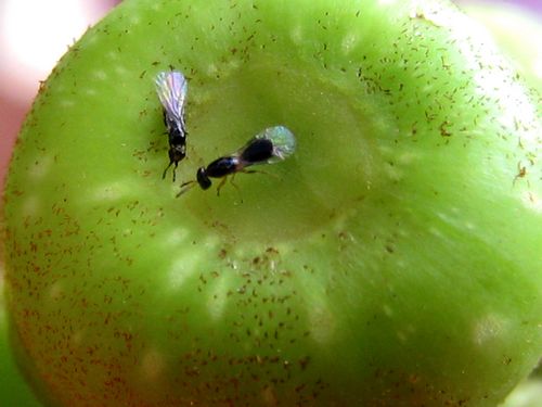 榕小蜂群落结构之变折射气候变化影响