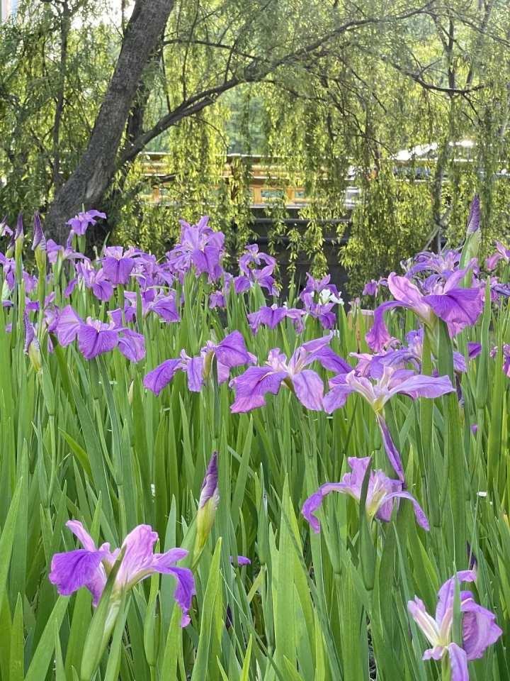 鳶尾花開5月的杭州到處是莫奈花園