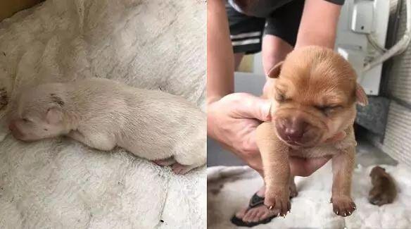 刚生完宝宝就被驱赶流浪狗妈妈雨天叼着孩子悲鸣眼神好绝望