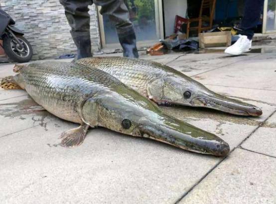 厦门出现史前大鱼,没有人敢吃它,当地人把它活埋了