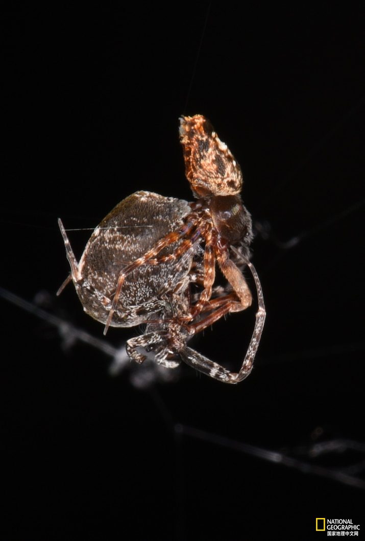 一只雄蛛隆喜蟱蛛(philoponella prominens,右)在实验室中与一只雌蛛