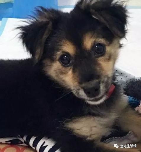 老奶奶用一天的辛苦钱买了只小土狗，知道原因后让人心酸休闲区蓝鸢梦想 - Www.slyday.coM