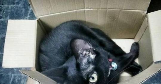 主人出差回家看到监控心都碎了,原来猫咪在家只做一件事休闲区蓝鸢梦想 - Www.slyday.coM 主人出差回家看到监控心都碎了,原来猫咪在家只做一件事休闲区蓝鸢梦想 - Www.slyday.coM