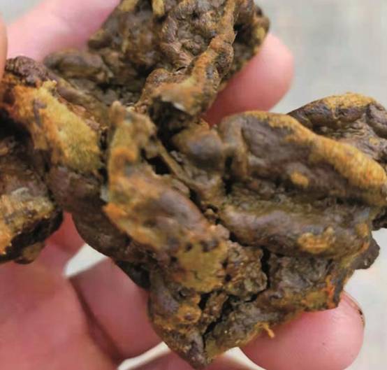 江苏一烧烤店发现5个"羊宝",395克价值200万,咋这么贵?__财经头条