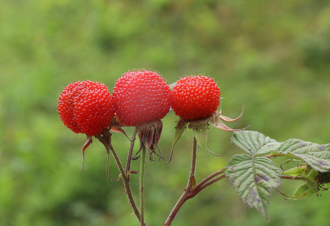 蓬蘽(蓬蘽果实可以吃吗)