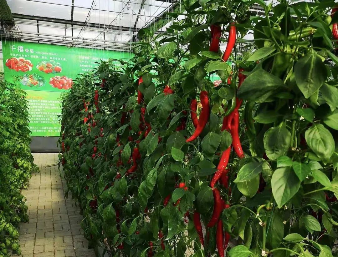 什么辣椒也能无土栽培