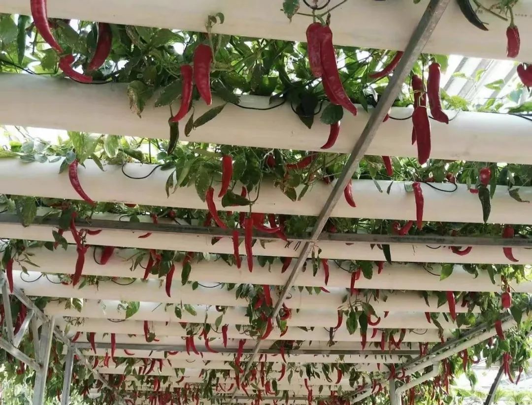什么辣椒也能无土栽培
