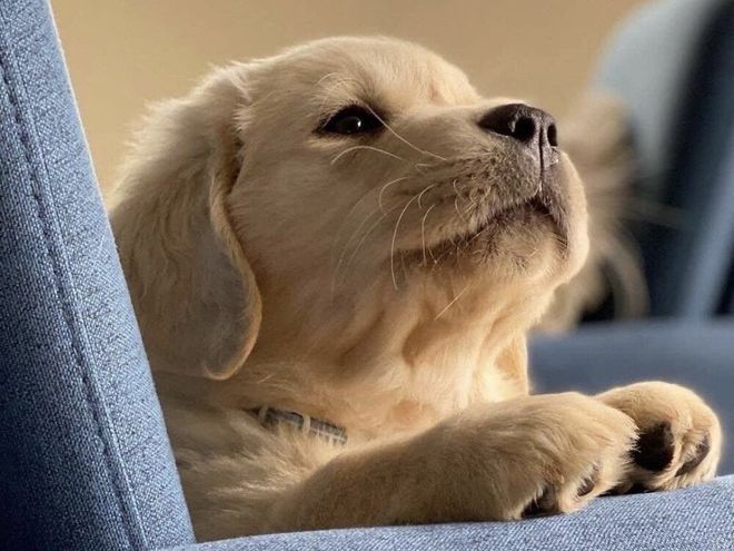 金毛遛弯叼回一只小奶猫天天抱着睡觉都快成超级奶爸了