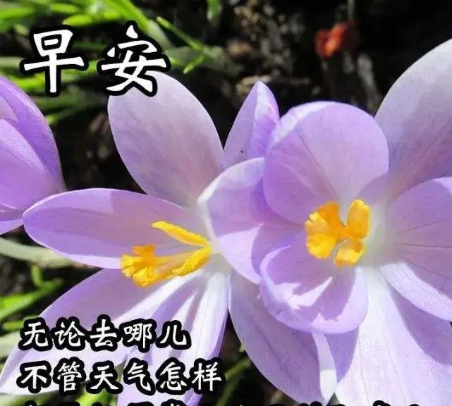 朋友圈新版早安祝福語陽光圖片帶字精選早安問候圖帶字