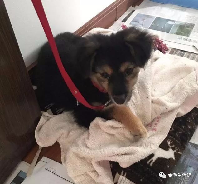 老奶奶用一天的辛苦钱买了只小土狗，知道原因后让人心酸休闲区蓝鸢梦想 - Www.slyday.coM