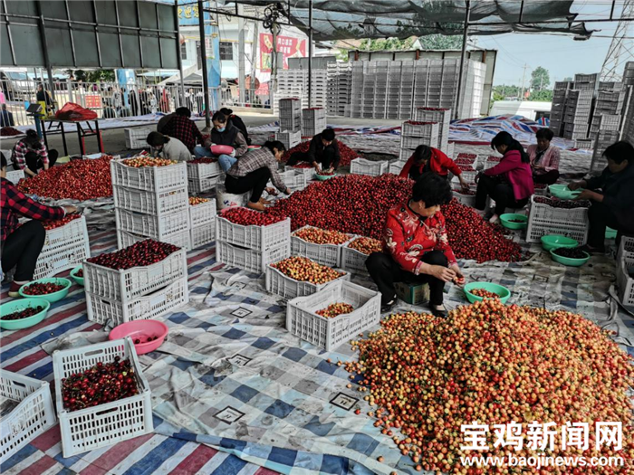 樱桃熟了宝鸡高新区八鱼镇8000多亩红果果助力乡村振兴