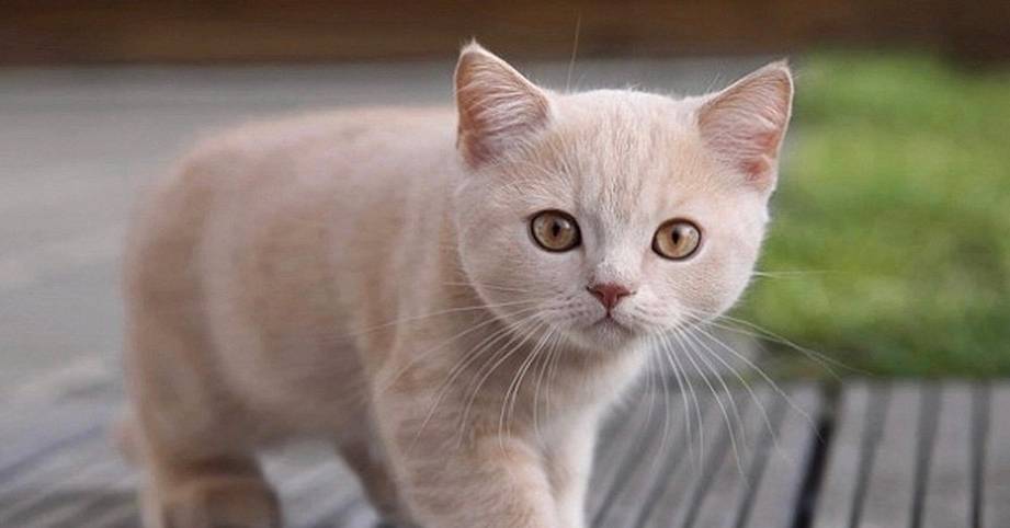 主人出差回家看到监控心都碎了,原来猫咪在家只做一件事休闲区蓝鸢梦想 - Www.slyday.coM 主人出差回家看到监控心都碎了,原来猫咪在家只做一件事休闲区蓝鸢梦想 - Www.slyday.coM