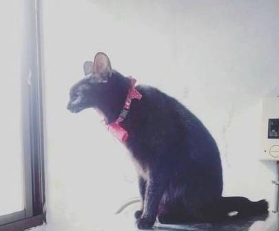 主人出差回家看到监控心都碎了,原来猫咪在家只做一件事休闲区蓝鸢梦想 - Www.slyday.coM 主人出差回家看到监控心都碎了,原来猫咪在家只做一件事休闲区蓝鸢梦想 - Www.slyday.coM