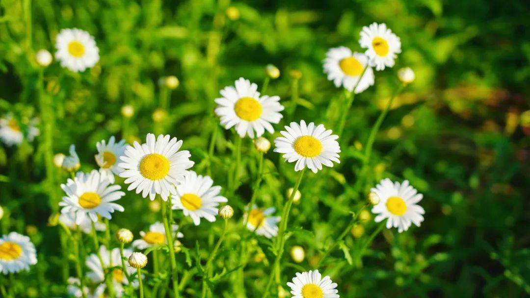 仙气buff加满寻梦小仙女化身蝴蝶仙子坠入花海仙境