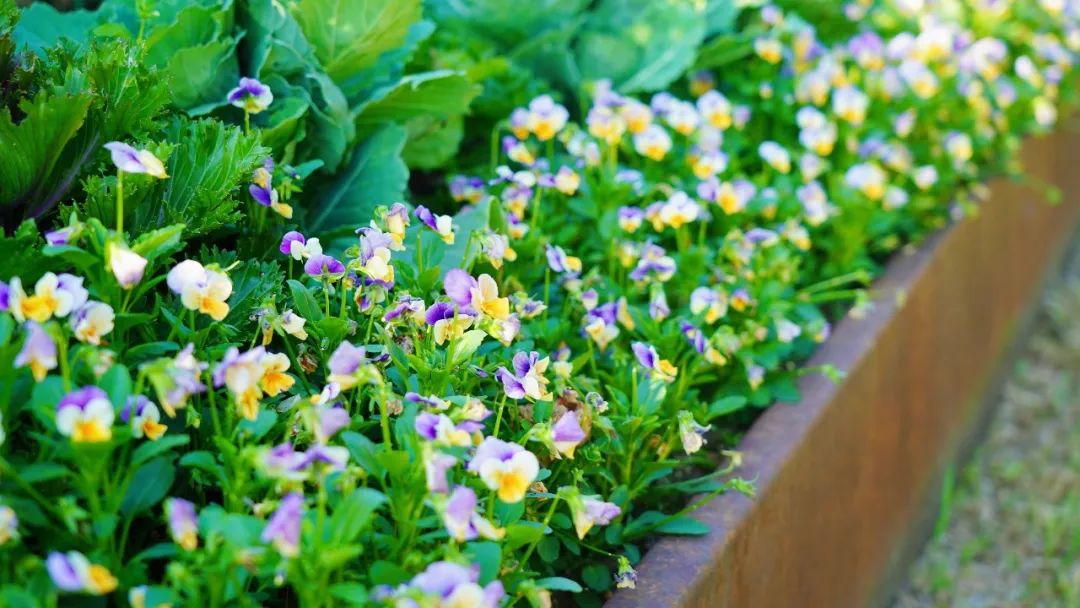 仙气buff加满寻梦小仙女化身蝴蝶仙子坠入花海仙境