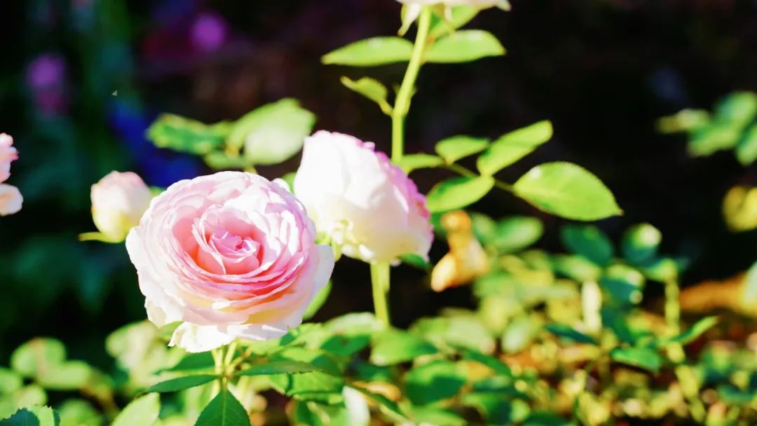 仙气buff加满寻梦小仙女化身蝴蝶仙子坠入花海仙境