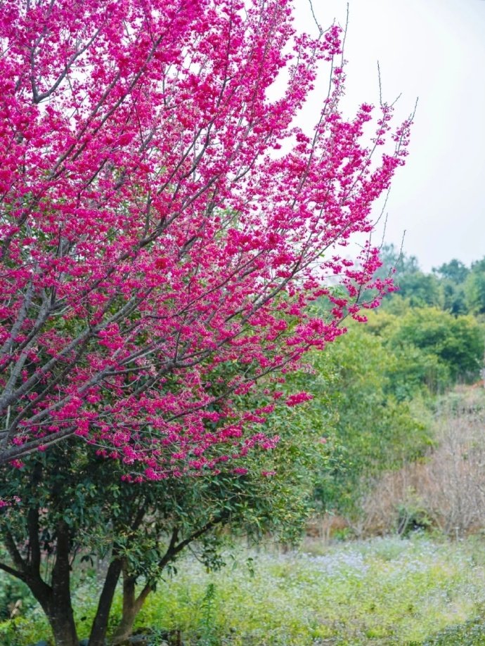 日落野煙合花開村店香米雲卿春日途中口號