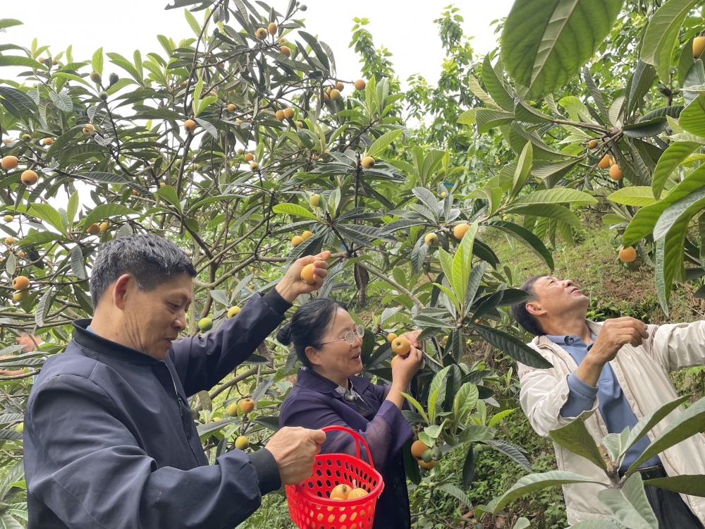 枇杷熟了!重庆多地可采摘,持续至5月底