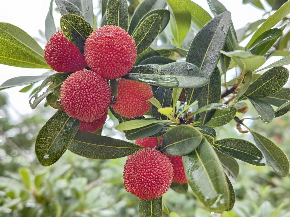 五月杨梅红满枝韶关始兴早熟小乌梅上市