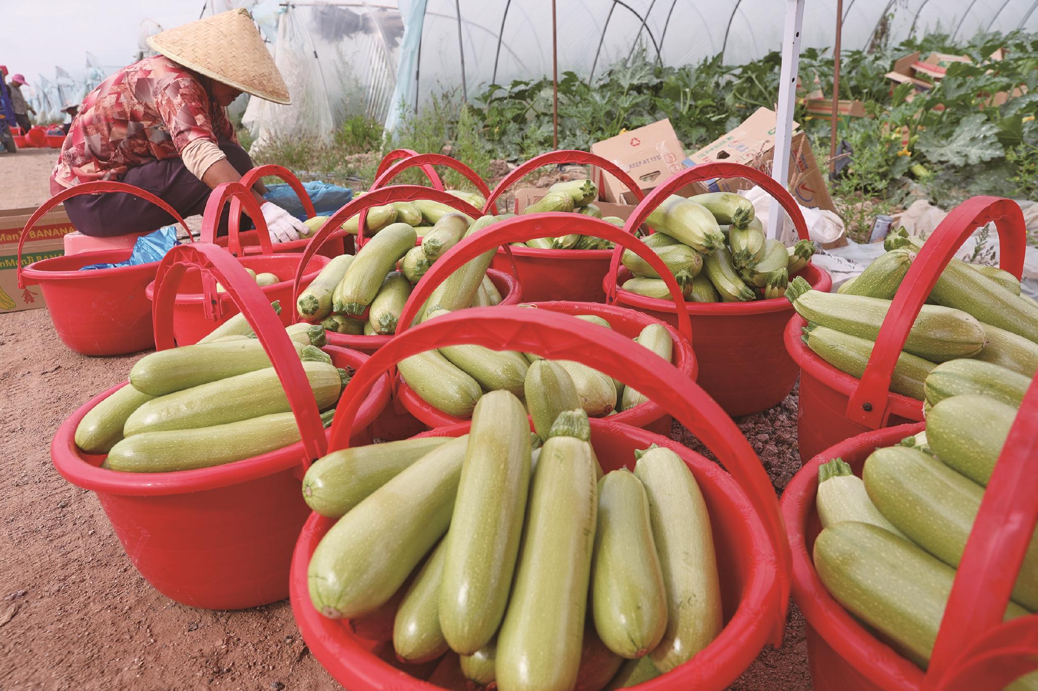 菜农忙碌采摘西葫芦