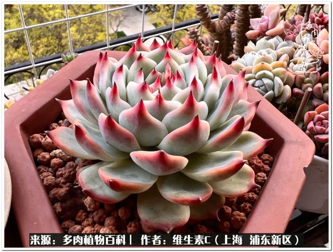 用人手不止一颗的吉娃娃开门吧,名字可爱,颜值也是担当,关键还好养活.