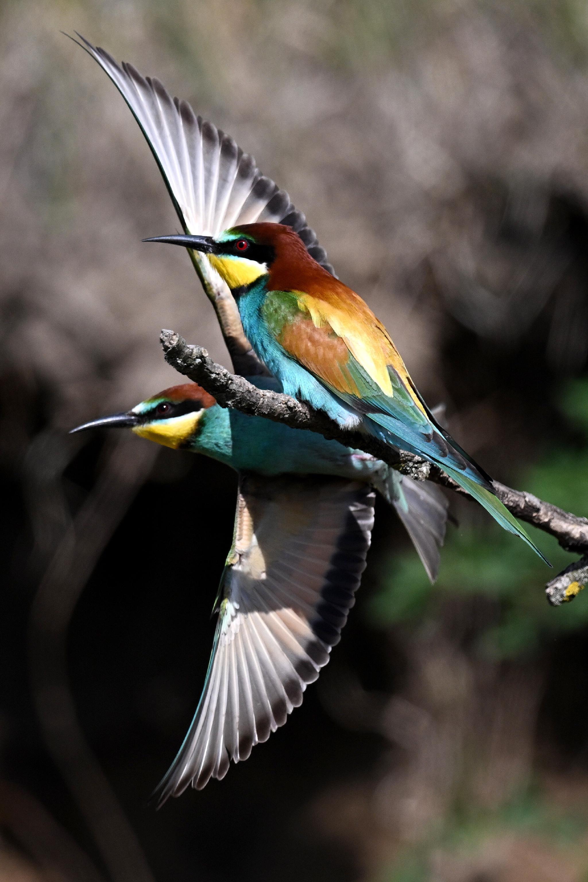波兰喀尔巴阡山省的蜂虎