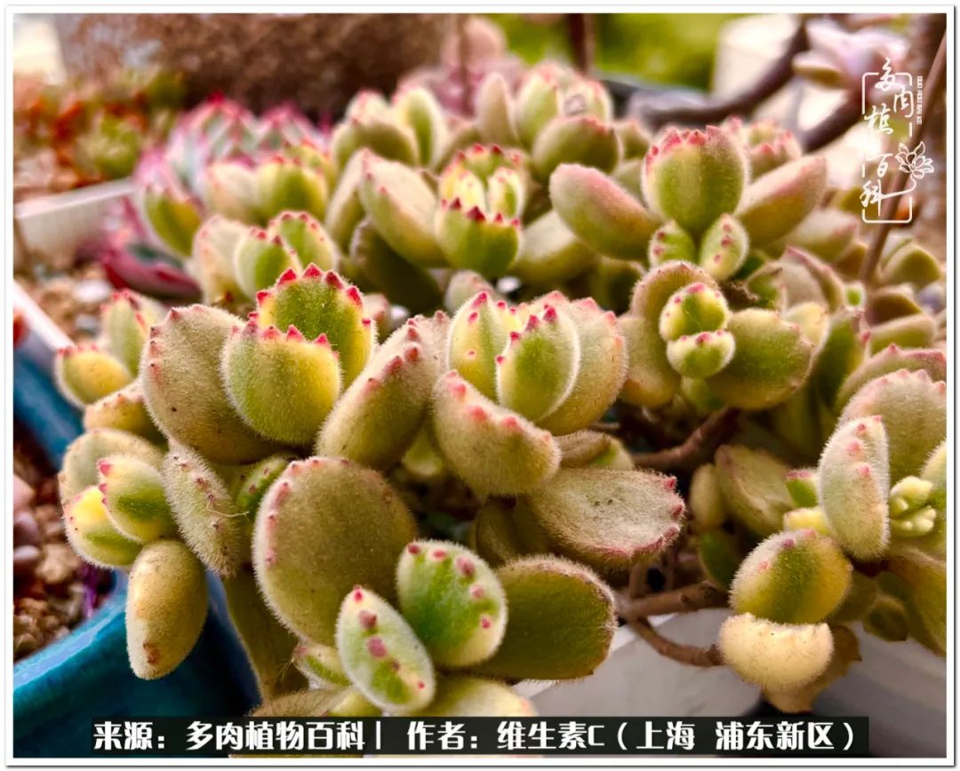 用人手不止一颗的吉娃娃开门吧,名字可爱,颜值也是担当,关键还好养活.