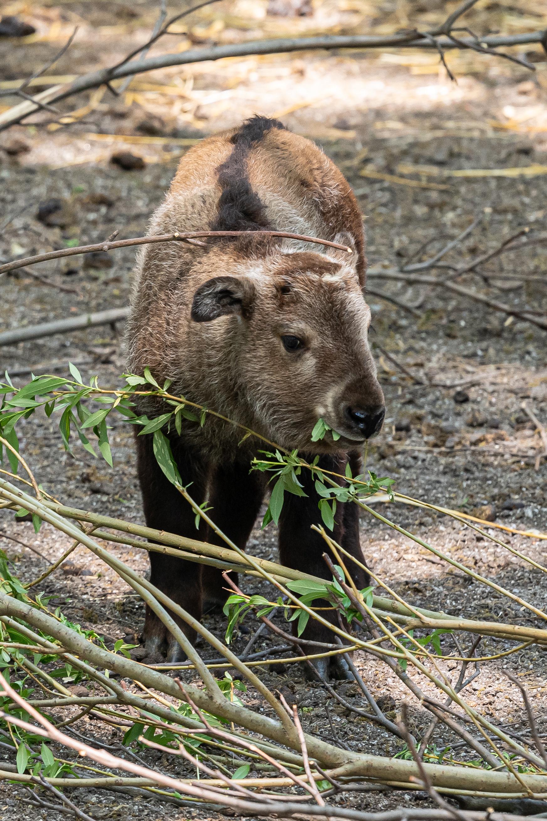 弗罗茨瓦夫动物园的小羚牛